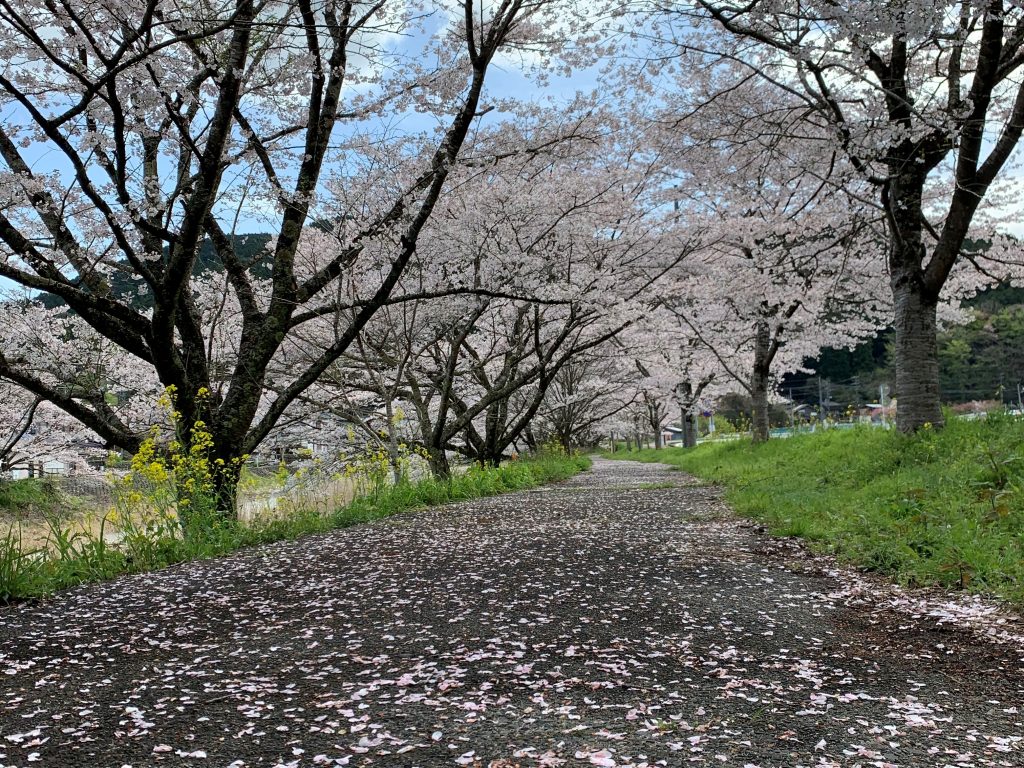 令和3年桜並木歩道横画面