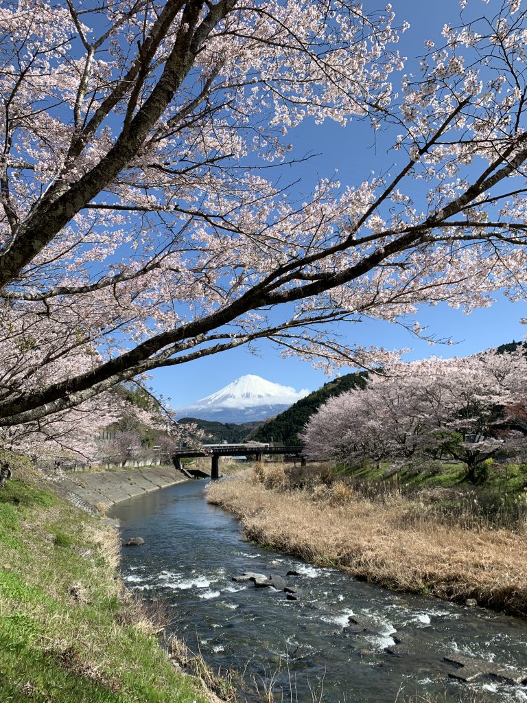 稲瀬川、桜、富士山