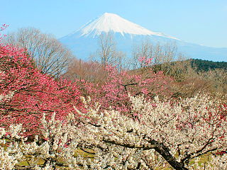 岩本山と富士山.jpg