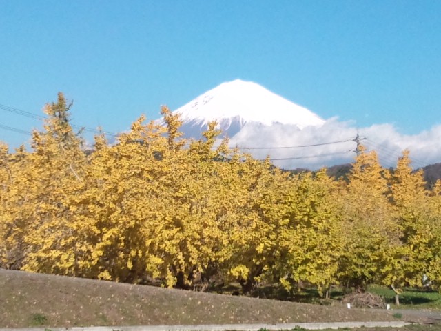 銀杏と富士山